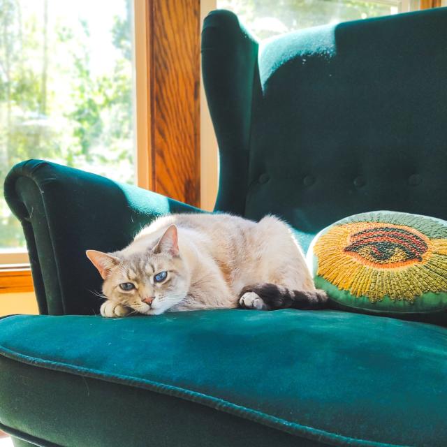 My cat, sitting on a sofa chair. His eyes are super blue.