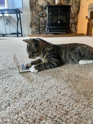 A kitten lying on a rug seemingly typing on a tiny laptop 