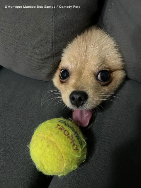 Lil dog big ball