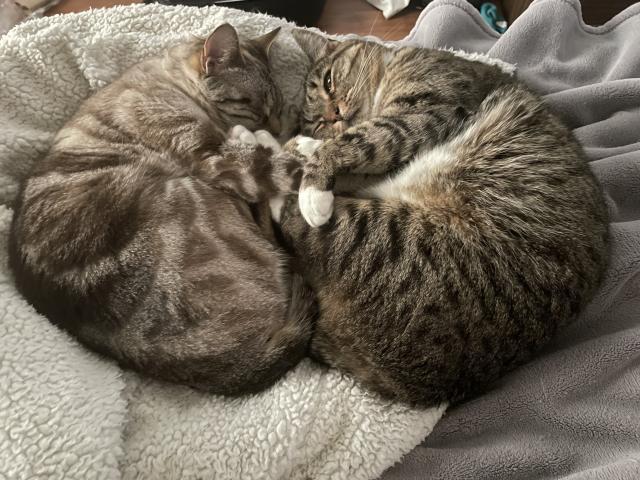 Two cats lie in shrimp pose, their heads almost touching and their feet intertwined. The one on the left is a lynx point, the one on the right a tabby. The tabby has one eye barely open, her tummy turned slightly up.