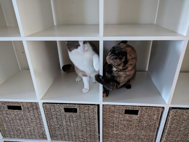 IKEA white cube storage with a white cat in one cube and a brown cat in the one next door both reaching their paws round to annoy the other.