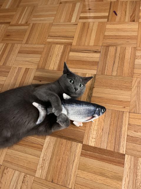 Same grey kitty same parquet. This time hugging a very realistic looking plushie fish. 