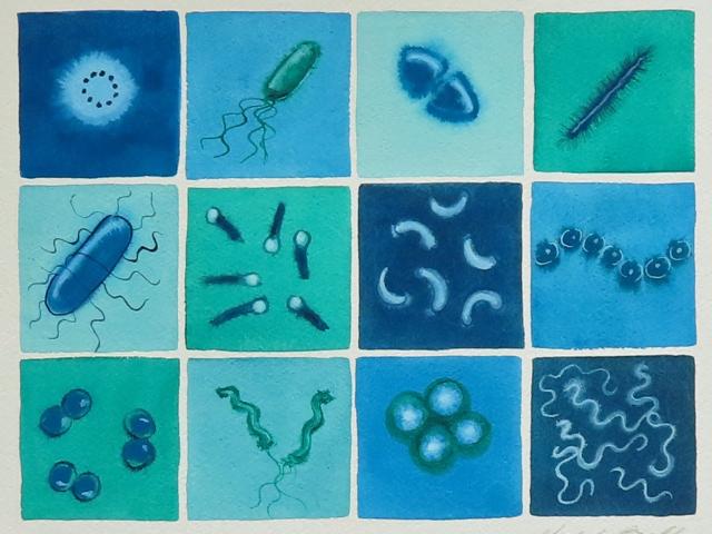 watercolor painting of 12 bacteria types in green and blue 