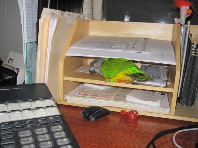 A grey, green, orange, and yellow Senegal parrot looking out from under an office desk caddy.