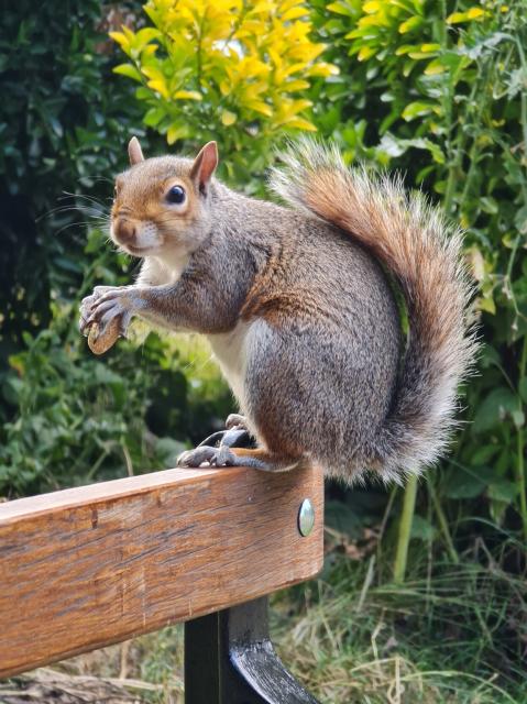 A close-up photo of the squirrel perched on the back of the bench. It's holding a peanut in its front paw and looking back at the camera.