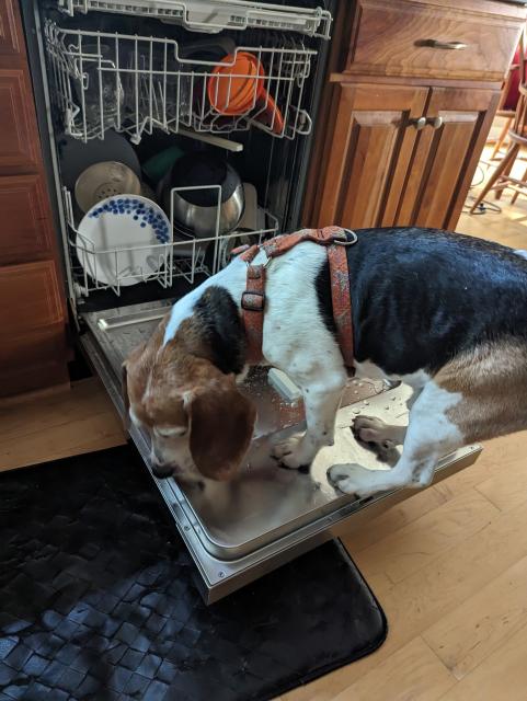 Photo of beagle standing on the open door of a dishwasher full of dishes 