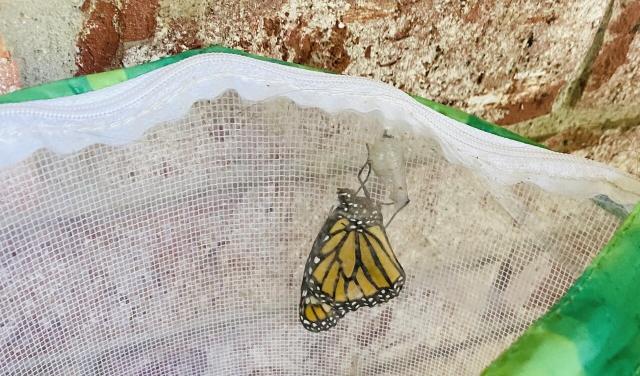 Newly hatched monarch butterfly 