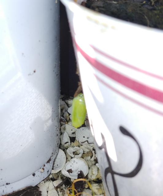 Monarch chrysalis attached to the side of a white plant pot
