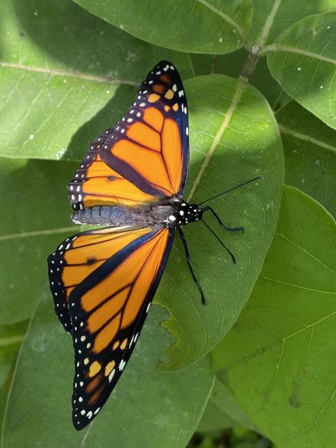 Monarch butterfly by me