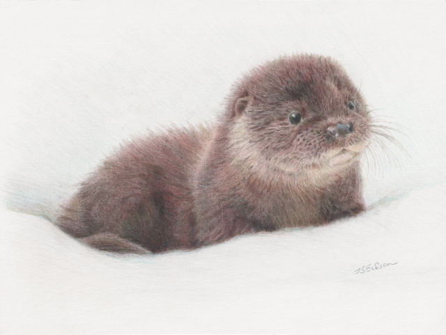 This is a colored pencil drawing of an otter pup named Nene on a white background. Nene looks very friendly and cute! 
