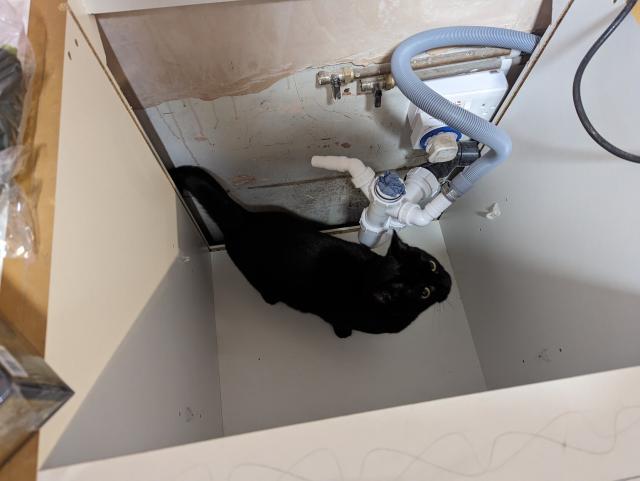 Black kitty trapped at bottom of kitchen cabinet