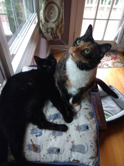 Back cat and tortoiseshell cat lying on a cushion looking up