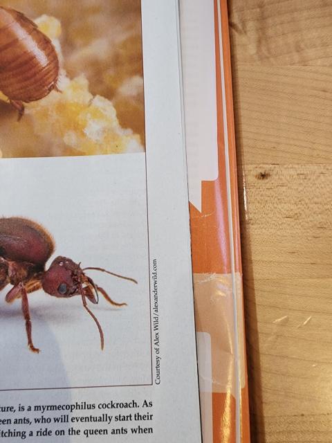Picture of part of magazine photo of Attaphila fungicola cockroaches on a queen ant, showing the photographer, Alex Wild.