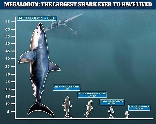 Height comparison of megalodon with other sharks and a human.