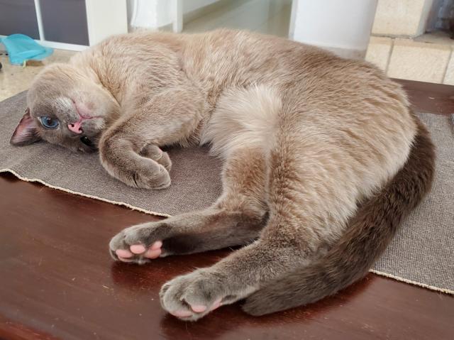 Blue point siamese cat on table with her head upside down, one eye open normally and one eye squinting