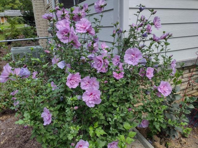 Purple rose of Sharon