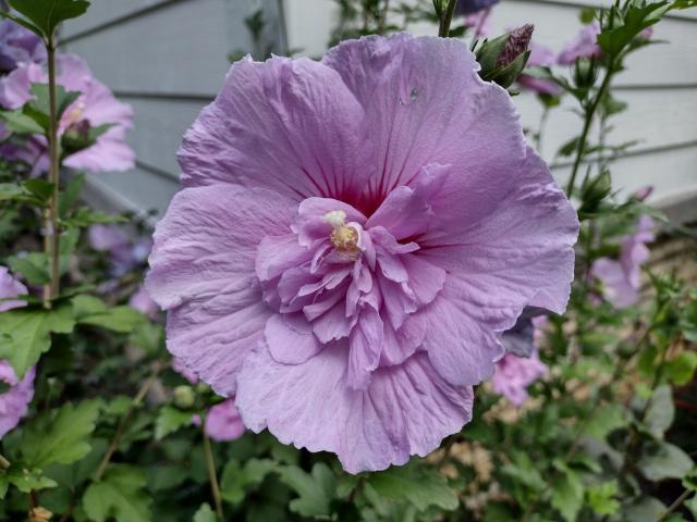 Closeup of a rose of Sharon flower