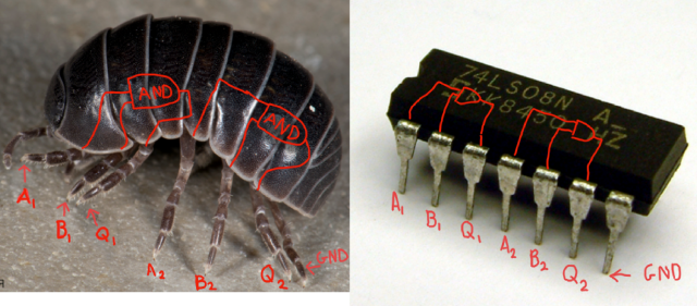 A photo of a woodlouse next to a 7408 logic gate integrated circuit package showing how similar they are. Some very silly person has labeled the location of the AND gates on the woodlouse. 