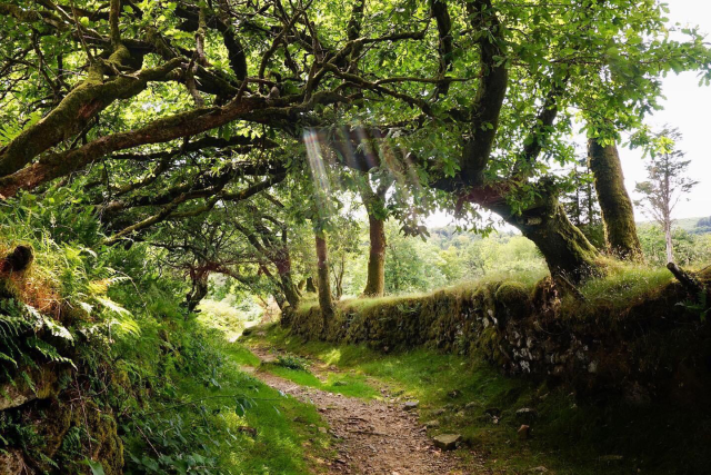 A shaft of sunlight shines through oak branches along a footpath in high summer.