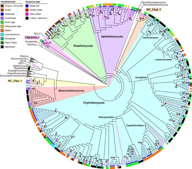 Phylogenetic tree of chytrids