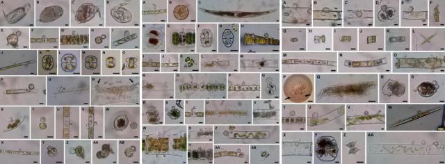50 or more microscopy images of chytrid cells