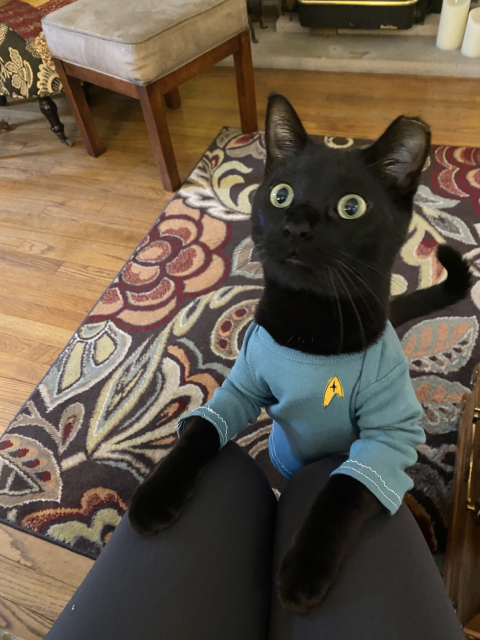 A sweet faced black cat with big yellow eyes, looking alert in a blue Trek uniform 