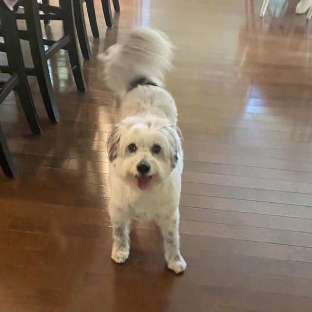 Happy dog. She is a mix of all the dogs you see in Texas.