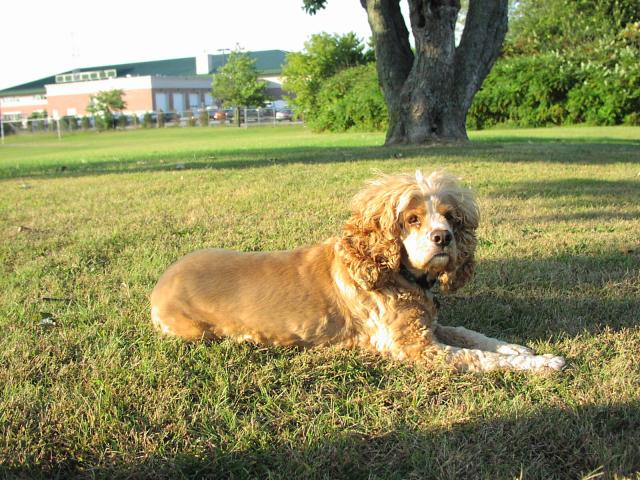 My boy James - a golden Cocker with a VERY fluffy crown of hair and a serious expression - stretched out on green grass in a park somewhere in southeastern Massachusetts.  Long gone but never forgotten.