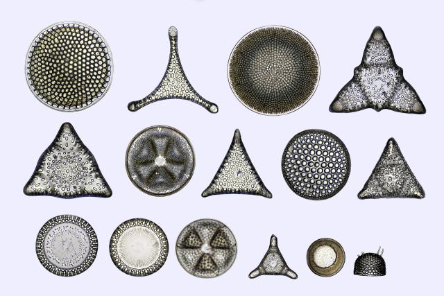 "Diatom algae shells of the Danish Paleogene."

Anatoly Mikhaltsov, CC BY 4.0, via Wikimedia Commons.