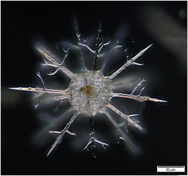 "Radiolarian skeleton, Cladococcus abietinus (Haeckel, 1887) From a deep water sample in the N.W. Medit. Sea in 2018."

tintinnidguy, CC BY 2.0, via Wikimedia Commons of Flickr: https://flic.kr/p/2dGpZ2y