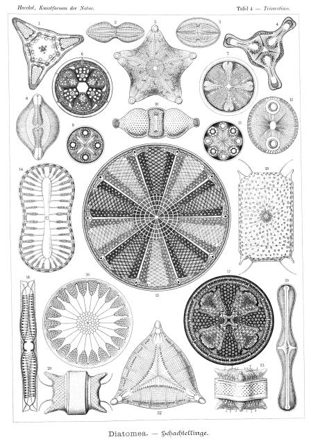 Diatomea.

Giltsch, Adolf, 1852-1911, lithographer; Haeckel, Ernst, 1834-1919, artist, Public domain, via Wikimedia Commons. Color edits.