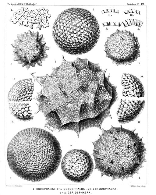 Plate 12 - Orosphærida, Astrosphærida et Liosphærida from "Report on the Radiolaria collected by H.M.S. Challenger."

Ernst Haeckel (1834-1919); engravings by Adolf Giltsch (1852-1911)., Public domain, via Wikimedia Commons.
