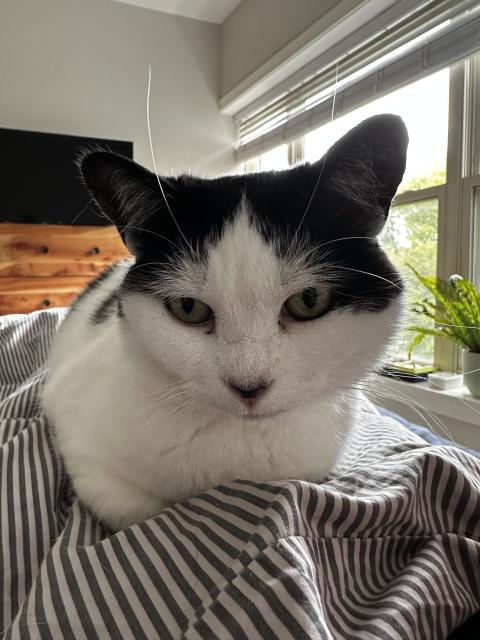 A close up shot of a black and white cat laying on a bed looking slightly below the camera 