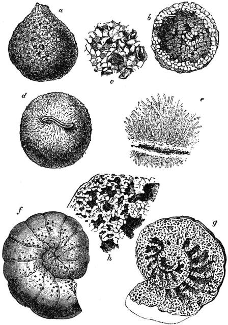 Figure 19 "Arenaceous Foraminifera" from "Encyclopædia Britannica" (11th ed.), v. 10, 1911.

Marcus Manuel Hartog, Public domain, via Wikimedia Commons.