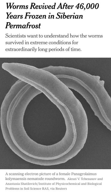 “Worms Revived After 46,000 Years Frozen in Siberian Permafrost
Scientists want to understand how the worms survived in extreme conditions for extraordinarily long periods of time.“
