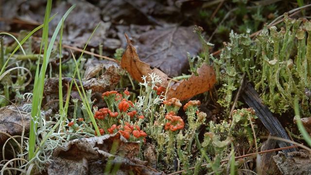 Various Cladonia lichens grow between dry brown leaves on the ground