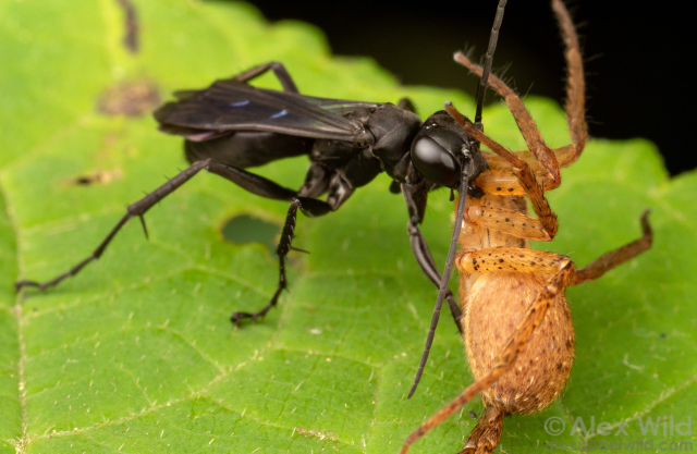 On a green leaf, a stocky, spiny black wasps holds a limp orange spider in her mouth by one of its legs.