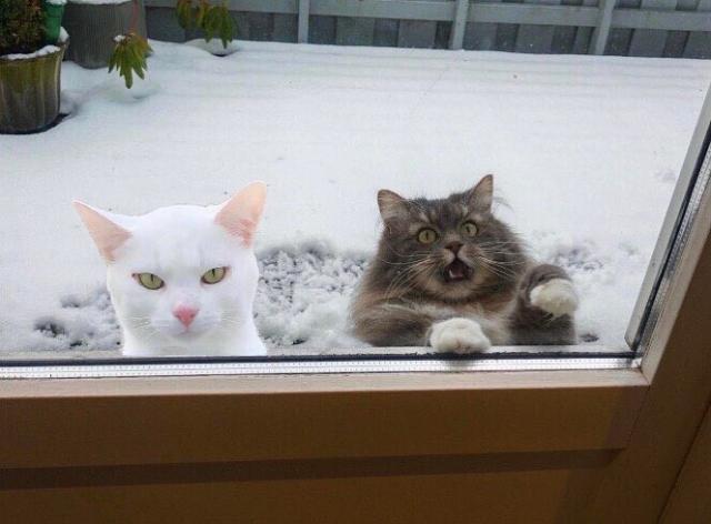 Two cats outside a window looking in. One is an elegant short-haired white cat with green eyes and a fox-shaped face. The other is a fluffy grey cat with eyes and mouth wide open as it appears to be falling off a ledge 