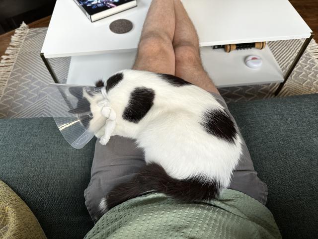 A photo taken from above of a white cat with black spots and a black tail laying on the lap of her owner while wearing a medical cone.
