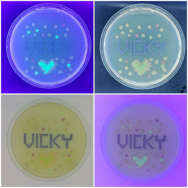 A collage image of four petri dishes, each one with the word "Vicky" written on it by microbial colonies of different colours grown on the medium.