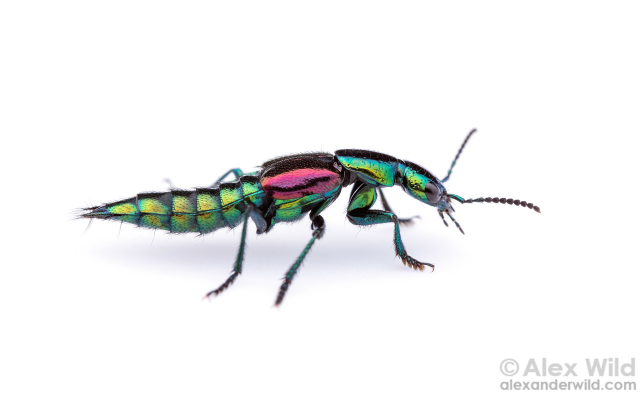 On a clean white background walks a long worm-like beetle, it's body is a metallic yellow/green/blue, with bright magenta wing covers.