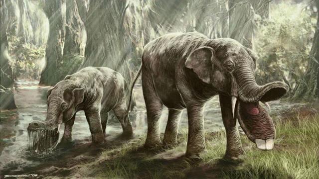 Platybelodon. Artist: Tomasz Jedrzejowski