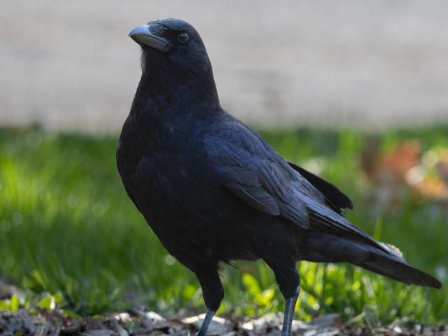A crow, in profile, making assertive eye contact that feels like obvious intelligence. The detail in its gleaming black feathers is remarkable.