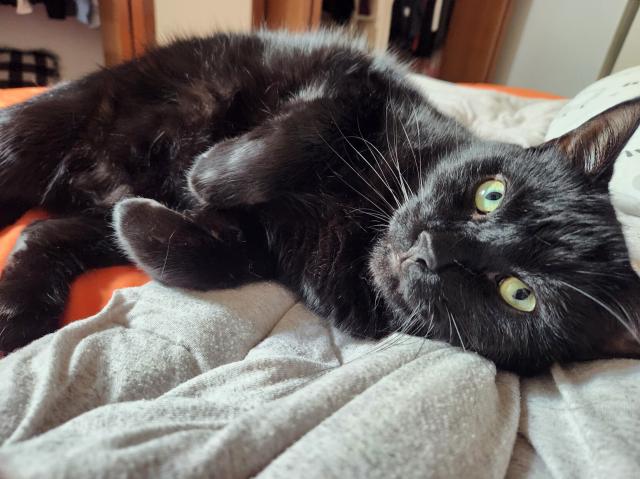 A black cat laying on a bed with orange sheets and a gray comforter. in this picture he's looking at the camera with his piercing green eyes.