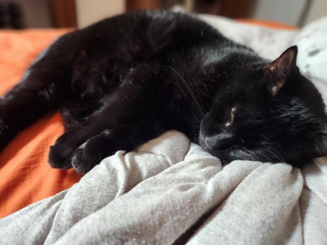 A black cat laying on a bed with orange sheets and a gray comforter. In this picture he's tucked his chin in and looks very sleepy.