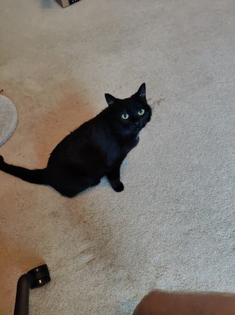 my cat Pam (female black domestic shorthair) looking at the camera