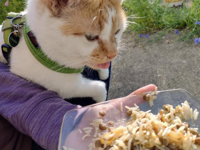 Cheddar is on his mama's lap, facing a plate of rice that she's holding in her hand. His tongue is sticking out after he gobbled up some rice.