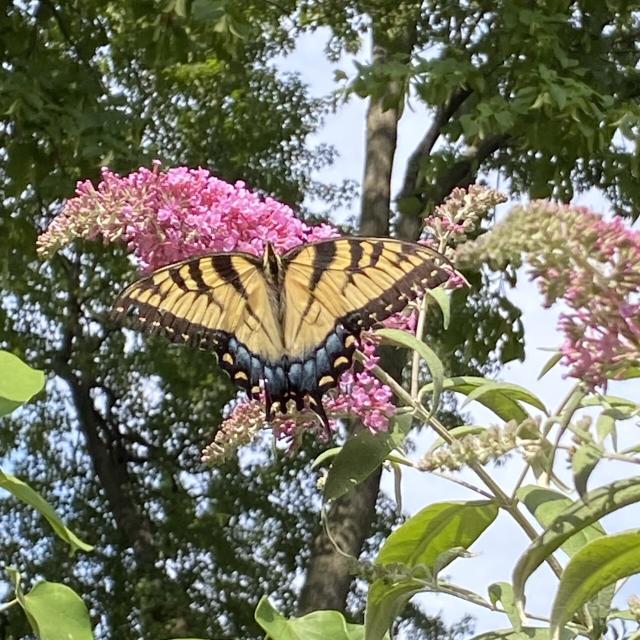 Swallowtail on a butterfly bush
