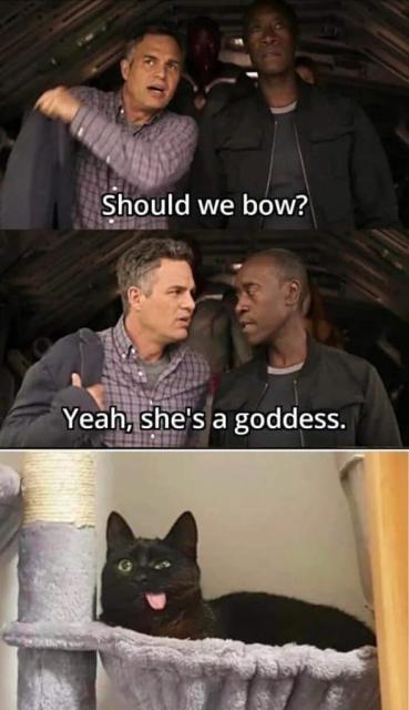 goofy cat is a goddess