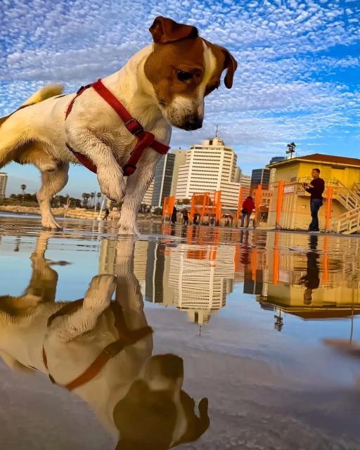 Forced perspective makes a small dog, looking in a puddle on the street, seem huge. 